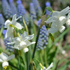 Narcissus 'Petrel' -UK Garden Plants Shop narcissus petrel 6 scaled