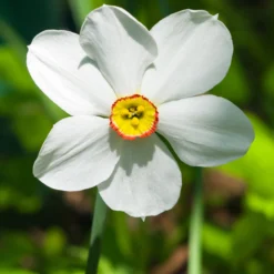 Narcissus 'Pheasant's Eye' 11 Narcissus 'Pheasant's Eye' -UK Garden Plants Shop narcissus phaesant s eye 1