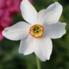 Narcissus 'Pheasant's Eye' -UK Garden Plants Shop narcissus phaesants eye 0