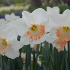 Narcissus 'Pink Charm' 14 Narcissus 'Pink Charm' -UK Garden Plants Shop narcissus pink charm 1