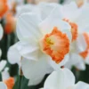 Narcissus 'Pink Charm' -UK Garden Plants Shop narcissus pink charm 2