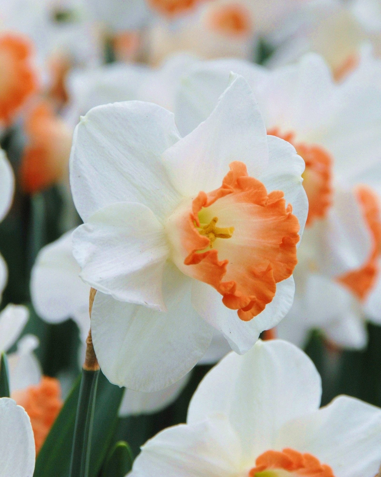 Narcissus 'Pink Charm' 3 Narcissus 'Pink Charm'