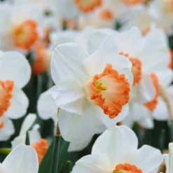 Narcissus 'Pink Charm' 16 Narcissus 'Pink Charm' -UK Garden Plants Shop narcissus pink charm 3