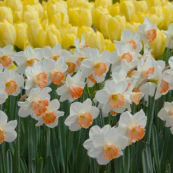 Narcissus 'Pink Charm' 18 Narcissus 'Pink Charm' -UK Garden Plants Shop narcissus pink charm 4