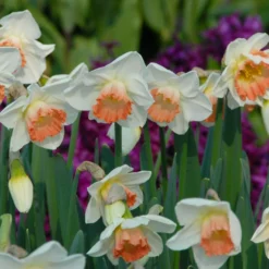 Narcissus 'Pink Charm' 20 Narcissus 'Pink Charm' -UK Garden Plants Shop narcissus pink charm 5