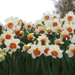 Narcissus 'Pink Charm' 19 Narcissus 'Pink Charm' -UK Garden Plants Shop narcissus pink charm 8