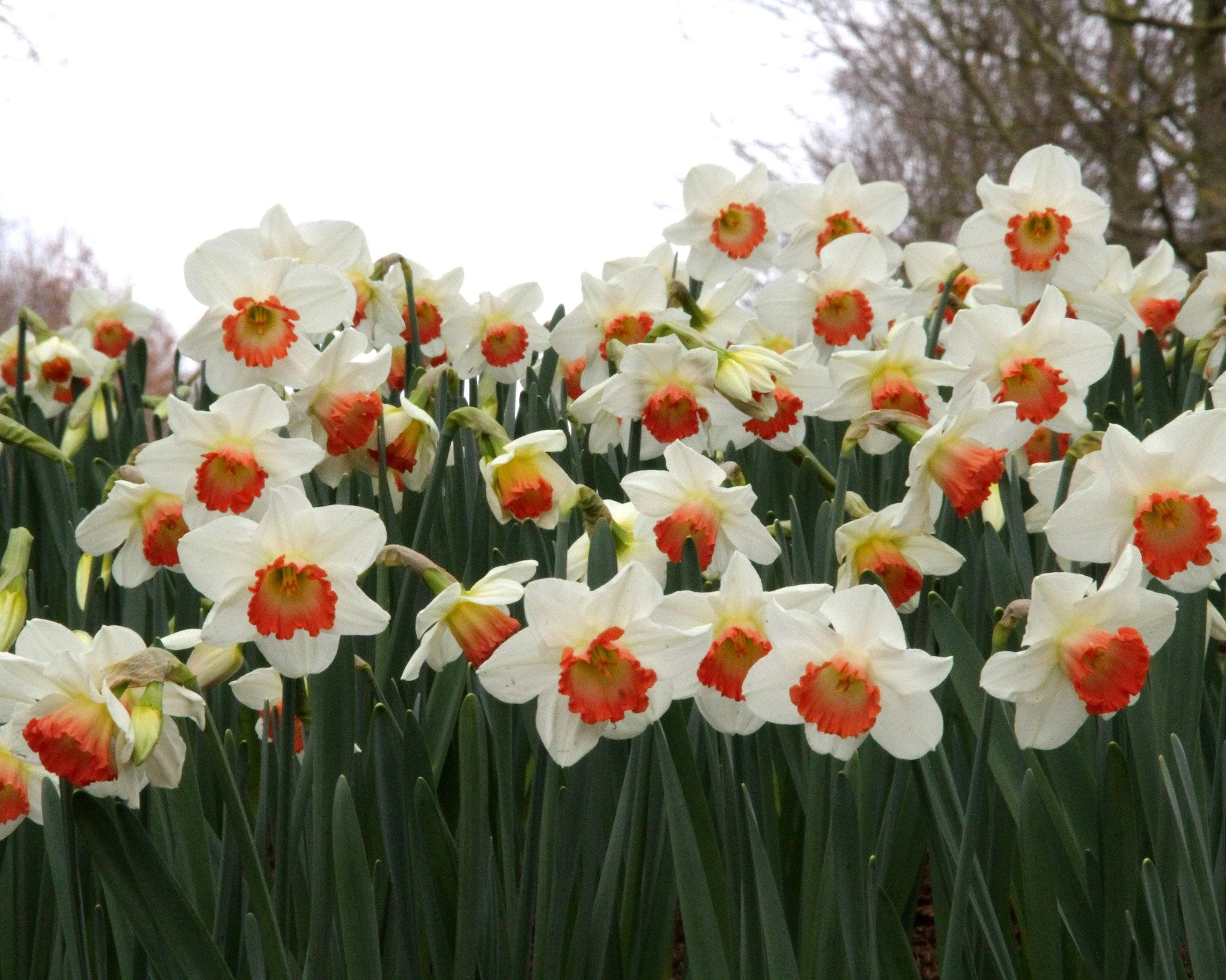 Narcissus 'Pink Charm' 10 Narcissus 'Pink Charm' - Image 8