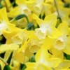 Narcissus 'Pipit' -UK Garden Plants Shop narcissus pipit 4