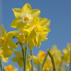 Narcissus 'Pipit' -UK Garden Plants Shop narcissus pipit 6