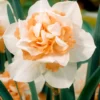 Narcissus 'Replete' -UK Garden Plants Shop narcissus replete 0