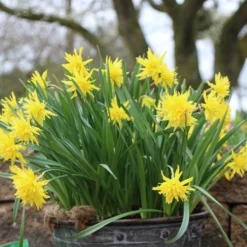 Narcissus 'Rip Van Winkle' -UK Garden Plants Shop narcissus rip van winkle 1 e35af4b3 efac 401e b5bd 42baa34081d8