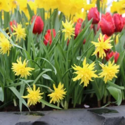 Narcissus 'Rip Van Winkle' -UK Garden Plants Shop narcissus rip van winkle 2 70ebdbbd 7bb9 44db 9383 dd36de011900