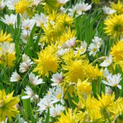 Narcissus 'Rip Van Winkle' -UK Garden Plants Shop narcissus rip van winkle 3