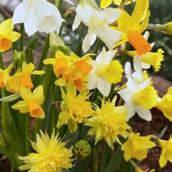 Narcissus 'Rockgarden Mix' -UK Garden Plants Shop narcissus rockgarden mix 0