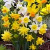 Narcissus 'Rockgarden Mix' 2 Narcissus 'Rockgarden Mix' -UK Garden Plants Shop narcissus rockgarden mix 00