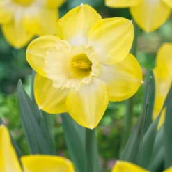 Narcissus 'Sabatini'