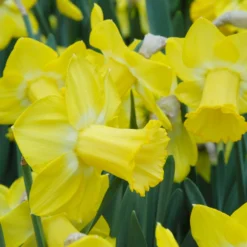 Narcissus 'Sabatini' -UK Garden Plants Shop narcissus sabatini 2 scaled
