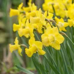 Narcissus 'Sabatini' -UK Garden Plants Shop narcissus sabatini 3 scaled