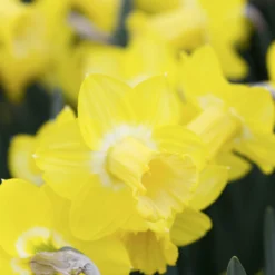 Narcissus 'Sabatini' -UK Garden Plants Shop narcissus sabatini 4 scaled