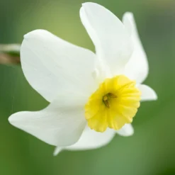 Narcissus 'Segovia' 28 Narcissus 'Segovia' -UK Garden Plants Shop narcissus segovia 10