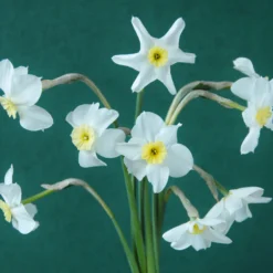 Narcissus 'Segovia' 32 Narcissus 'Segovia' -UK Garden Plants Shop narcissus segovia 11 scaled