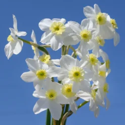 Narcissus 'Segovia' 24 Narcissus 'Segovia' -UK Garden Plants Shop narcissus segovia 13 scaled