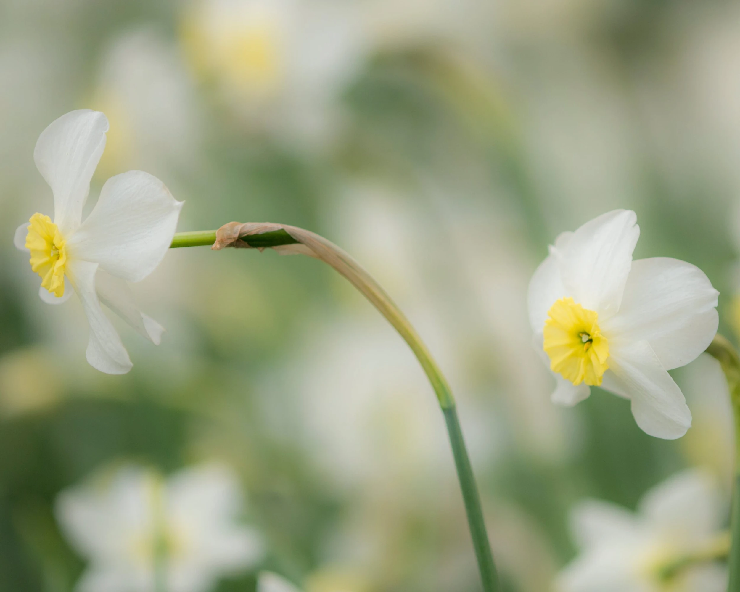 Narcissus 'Segovia' 19 Narcissus 'Segovia' - Image 17
