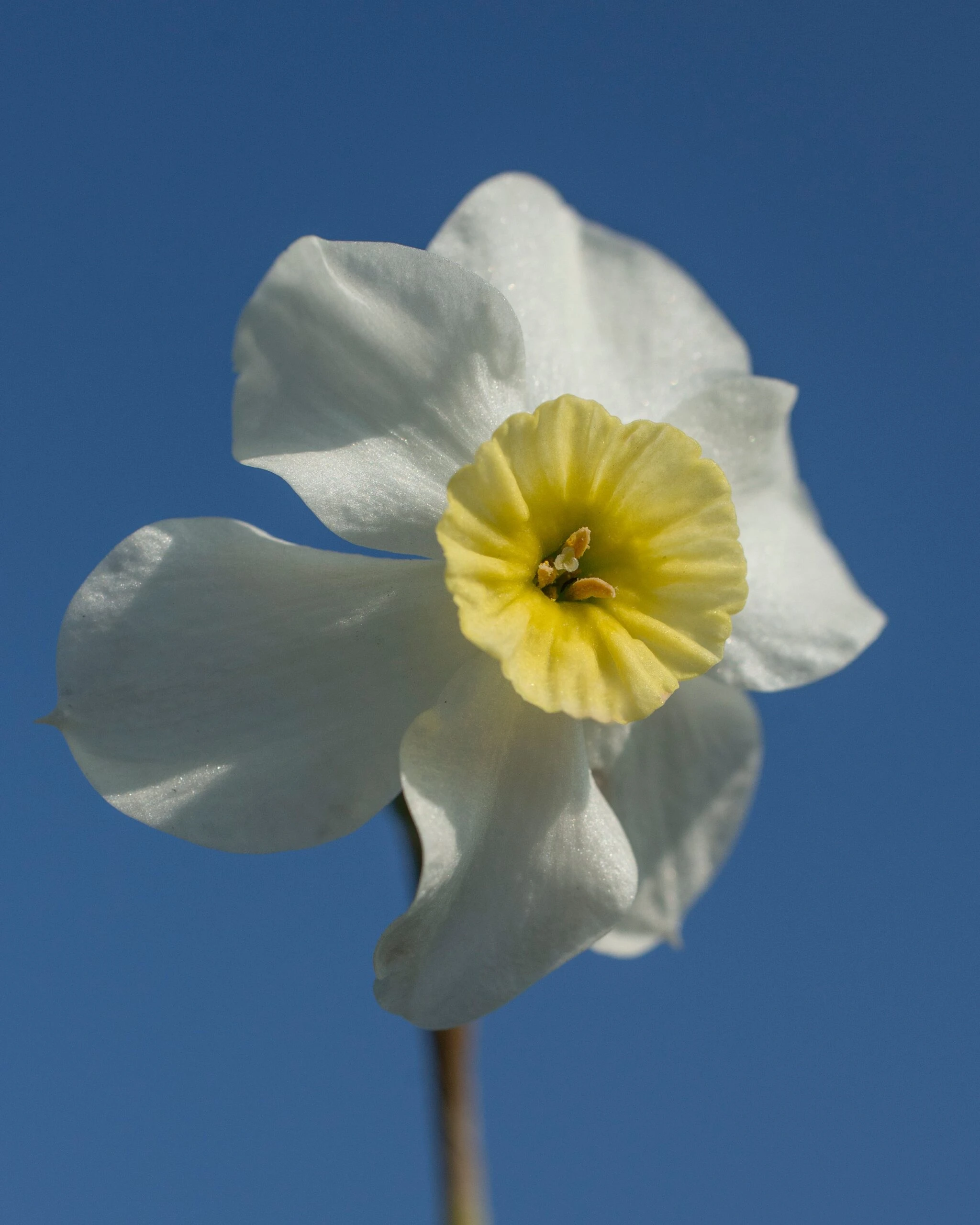 Narcissus 'Segovia' 18 Narcissus 'Segovia' - Image 16