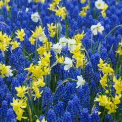 Narcissus 'Segovia' 26 Narcissus 'Segovia' -UK Garden Plants Shop narcissus segovia 17 scaled