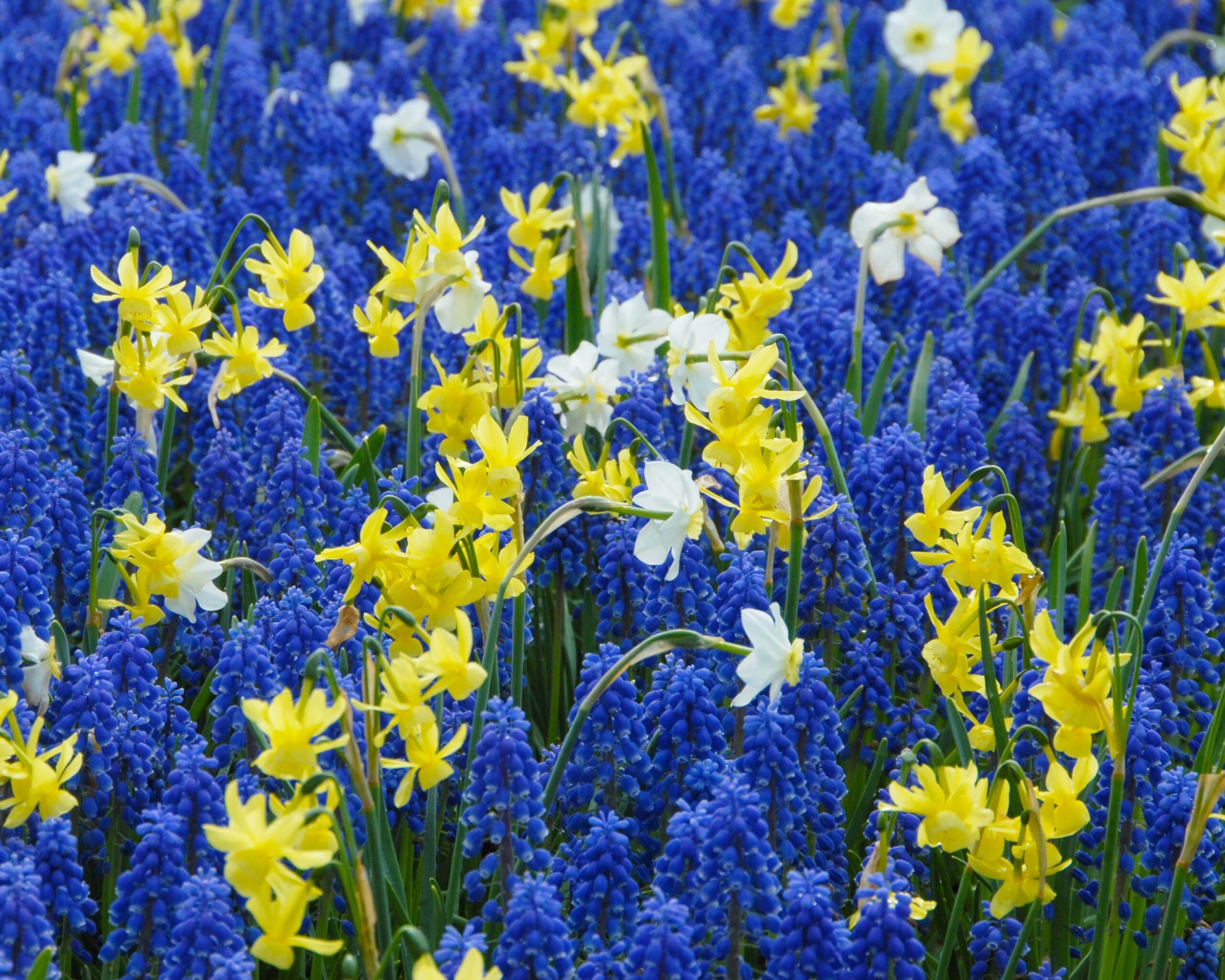 Narcissus 'Segovia' 10 Narcissus 'Segovia' - Image 8