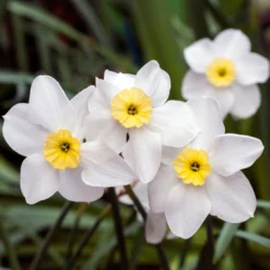 Narcissus 'Segovia' 22 Narcissus 'Segovia' -UK Garden Plants Shop narcissus segovia 2 scaled