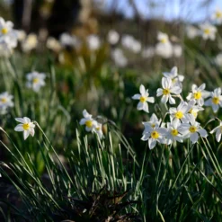 Narcissus 'Segovia' 29 Narcissus 'Segovia' -UK Garden Plants Shop narcissus segovia 3 scaled