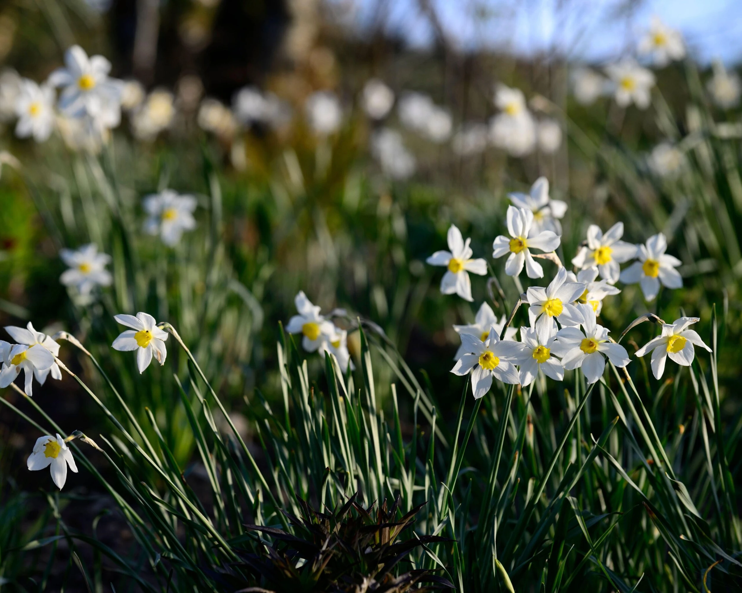 Narcissus 'Segovia' 13 Narcissus 'Segovia' - Image 11