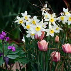Narcissus 'Segovia' 30 Narcissus 'Segovia' -UK Garden Plants Shop narcissus segovia 4 scaled
