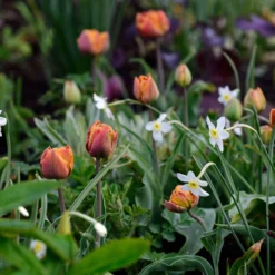 Narcissus 'Segovia' 25 Narcissus 'Segovia' -UK Garden Plants Shop narcissus segovia 5 scaled