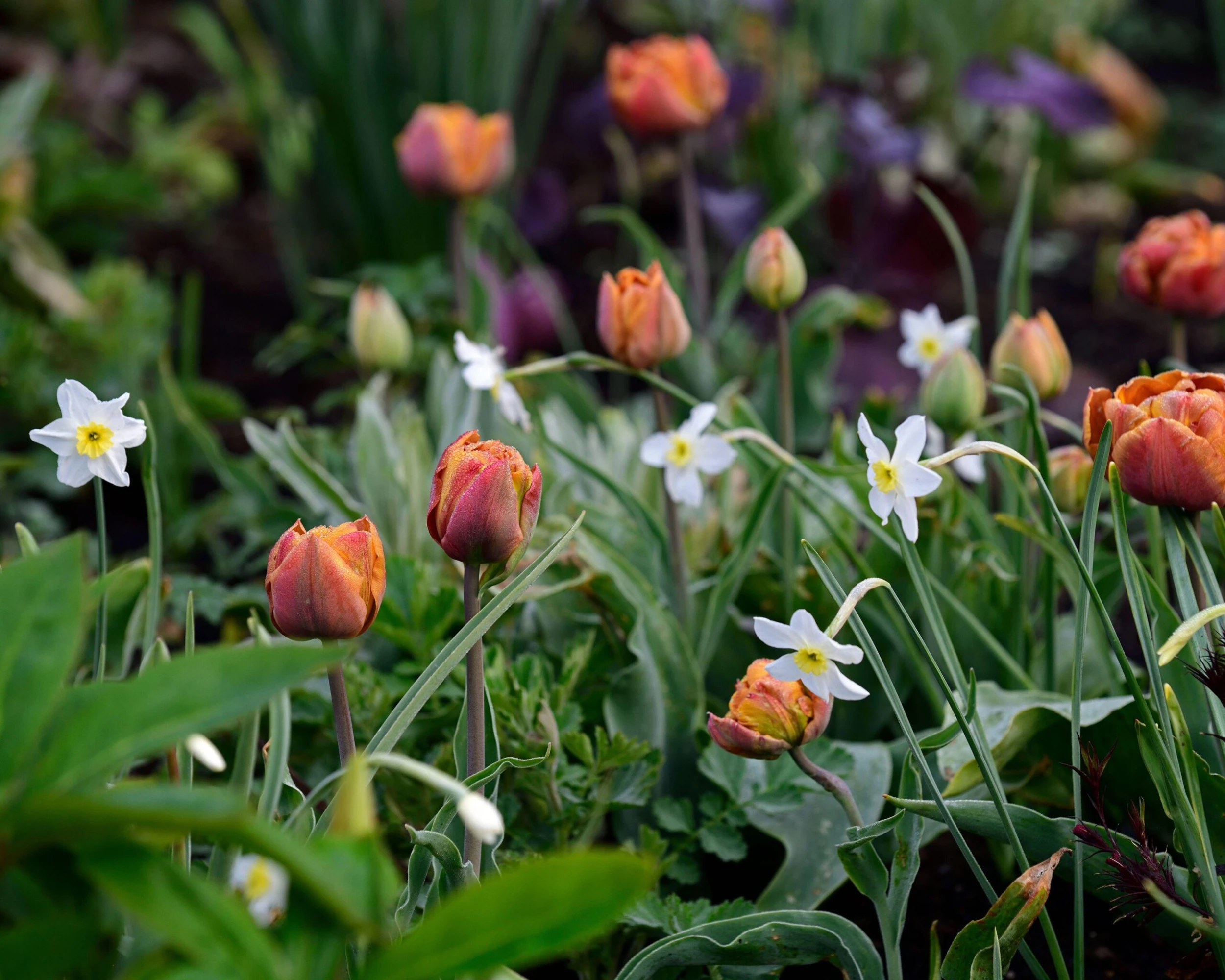 Narcissus 'Segovia' 9 Narcissus 'Segovia' - Image 7