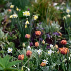 Narcissus 'Segovia' 31 Narcissus 'Segovia' -UK Garden Plants Shop narcissus segovia 6 scaled