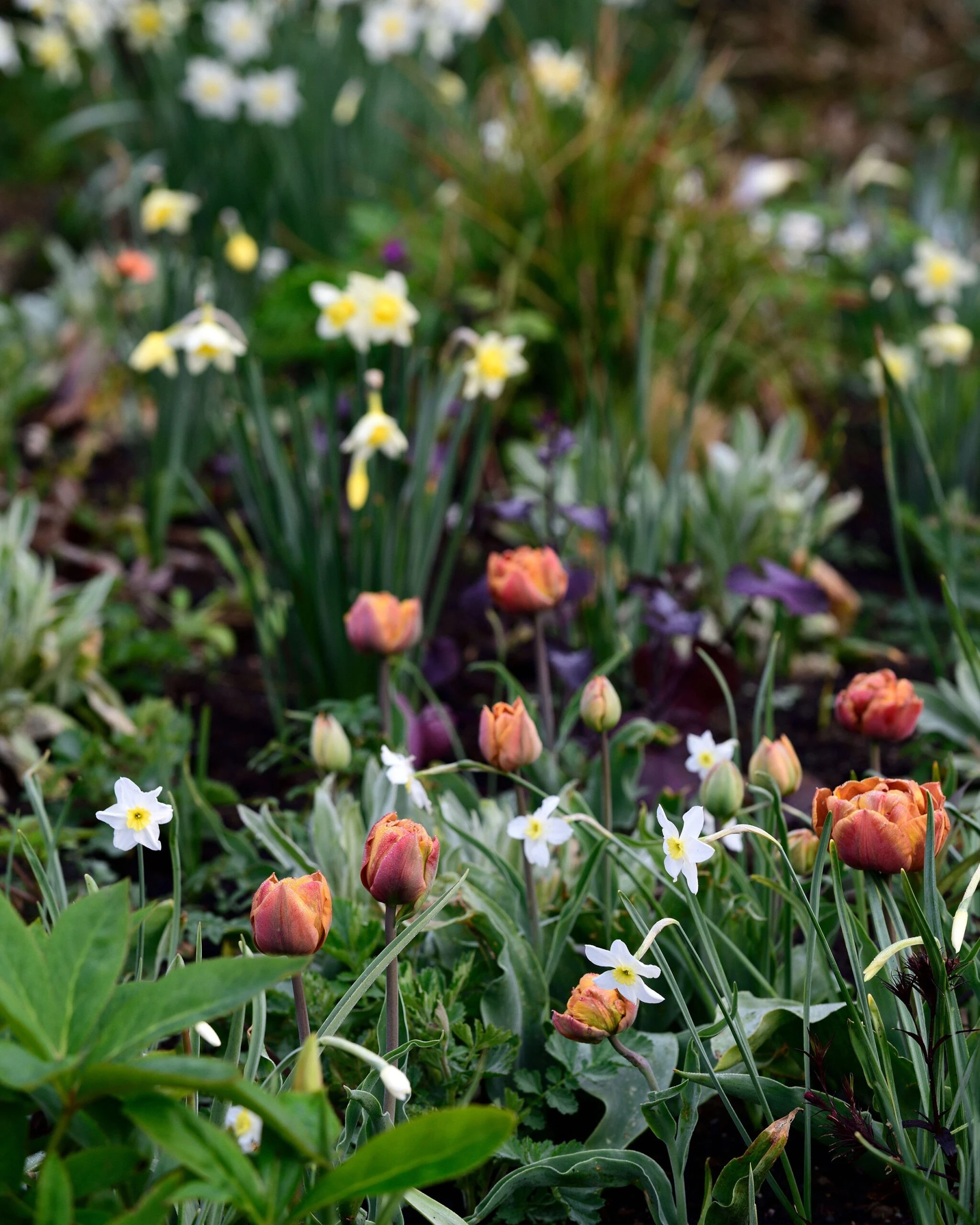 Narcissus 'Segovia' 15 Narcissus 'Segovia' - Image 13