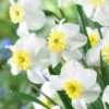 Narcissus 'Segovia' -UK Garden Plants Shop narcissus segovia 7