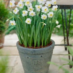 Narcissus 'Segovia' 27 Narcissus 'Segovia' -UK Garden Plants Shop narcissus segovia 8
