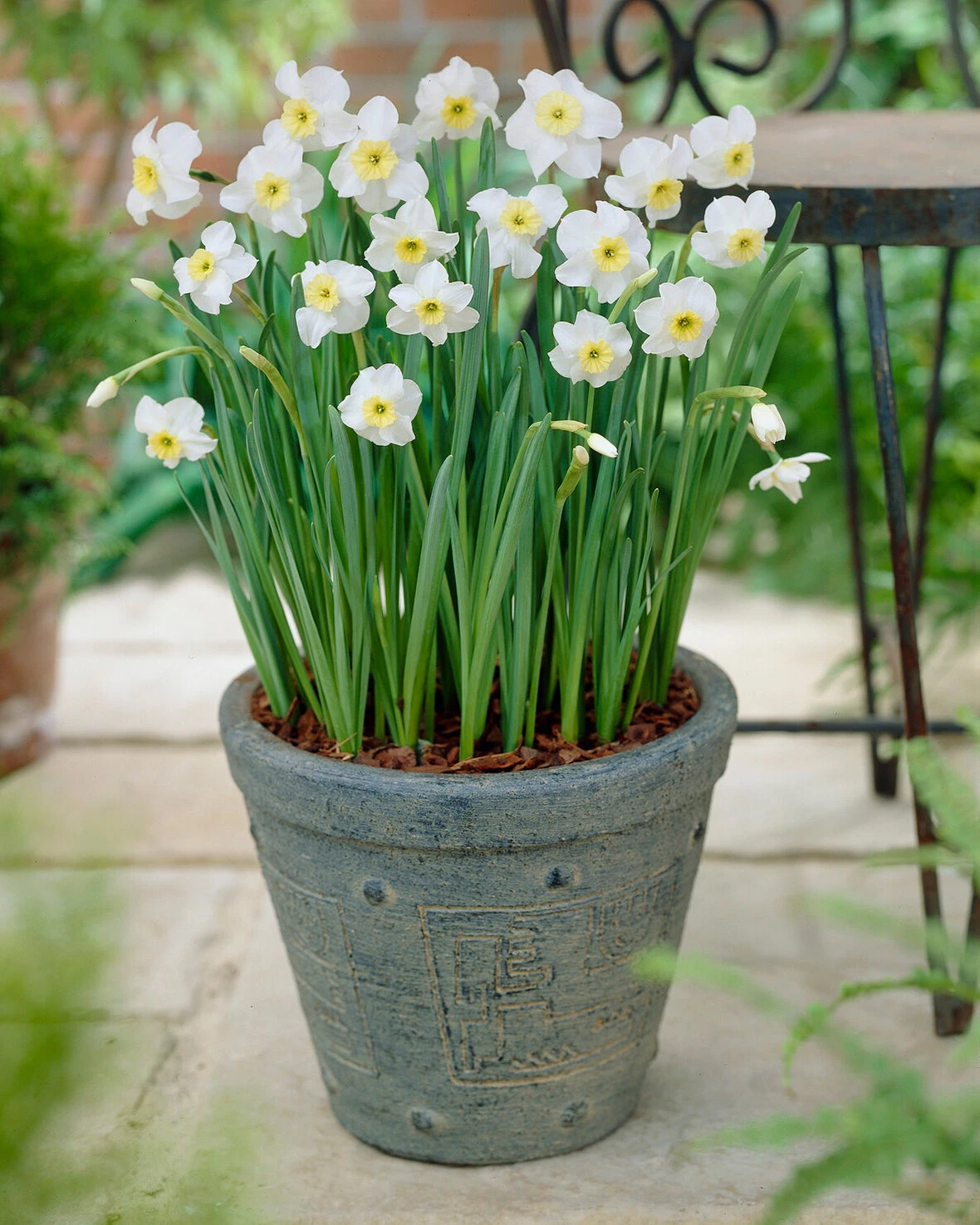 Narcissus 'Segovia' 11 Narcissus 'Segovia' - Image 9