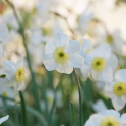 Narcissus 'Segovia' 23 Narcissus 'Segovia' -UK Garden Plants Shop narcissus segovia 9