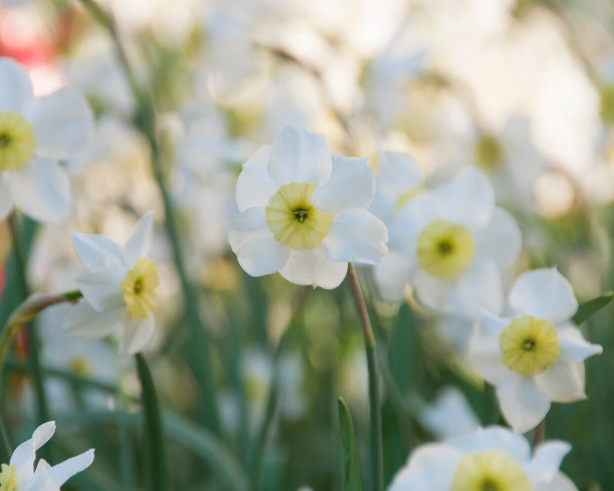 Narcissus 'Segovia' 7 Narcissus 'Segovia' - Image 5