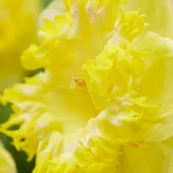 Narcissus 'Snowtip' -UK Garden Plants Shop narcissus snowtip 4