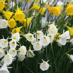 Narcissus 'Spoirot' 13 Narcissus 'Spoirot' -UK Garden Plants Shop narcissus spoirot 6 scaled