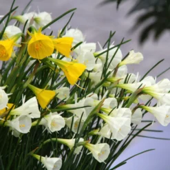 Narcissus 'Spoirot' 10 Narcissus 'Spoirot' -UK Garden Plants Shop narcissus spoirot 7 scaled