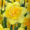 Narcissus 'Spring Paradijs' -UK Garden Plants Shop narcissus spring paradijs 00