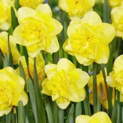 Narcissus 'Spring Paradijs' -UK Garden Plants Shop narcissus spring paradijs 02