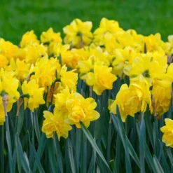 Narcissus 'Spring Paradijs' -UK Garden Plants Shop narcissus spring paradise 5 scaled