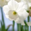 Narcissus 'Stainless' 2 Narcissus 'Stainless' -UK Garden Plants Shop narcissus stainless 1